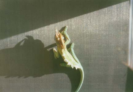 Marvin the Chameleon with Grasshopper on head